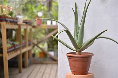 蘆薈好種嗎|蘆薈種植和移植方法